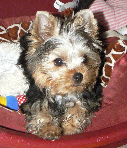 De L'arche De La Haute Vallée - Yorkshire Terrier - Portée née le 06/07/2016